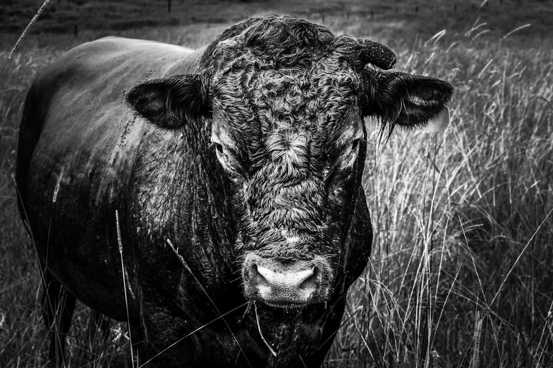 Dry aged beef in a dark setting