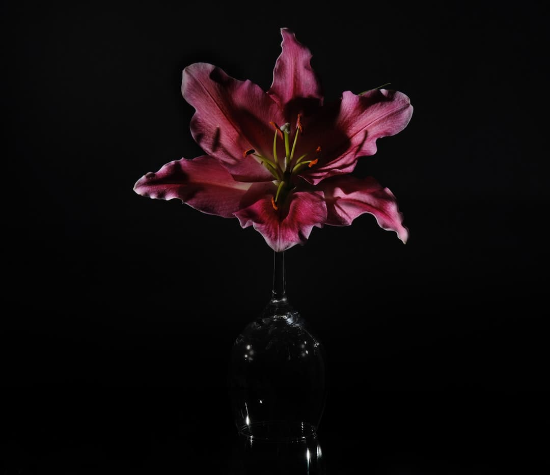 Red wine glass on a dark background